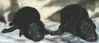 Schnoodle Puppies Black