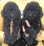 Schnoodle Puppies Black