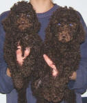 Chocolate Schnoodle Puppies