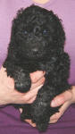 Schnoodle Puppy Black
