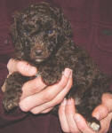 Chocolate Schnoodle Puppy