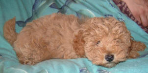 Red Schnoodle Puppy