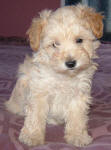 Buttons - Cream Toy Schnoodle