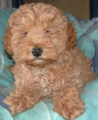 Red Toy Schnoodle Puppy