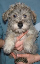 Silver Toy Schnoodle - Pepper