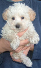 White Toy Schnoodle Puppy