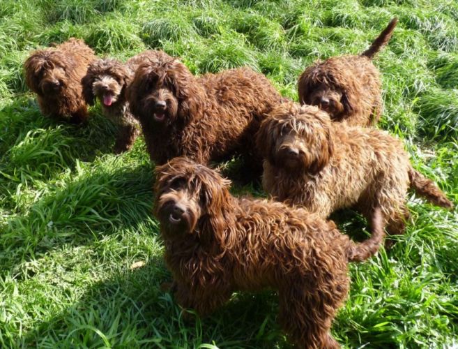 Cute chocolate spoodle puppies