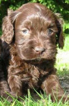 Chocolate 2025 spoodle puppy