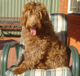 Cafe Labradoodle - Lucy