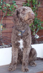 Chocolate Labradoodle - Max