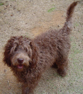 Labradoodle - Nelson