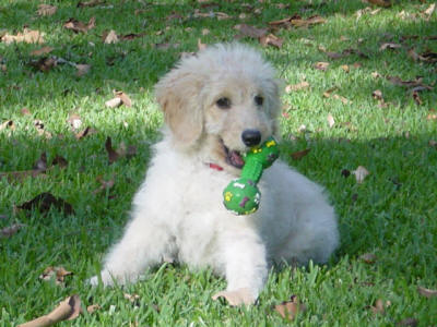 Labradoodle - Ruby