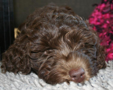 Chocolate Labradoodle - Chewy