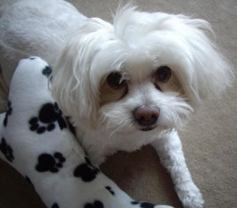 Maltese Poodle - Minky