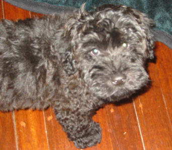 Schnoodle - Scooby