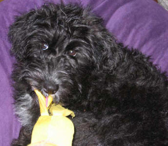 Toy Schnoodle- Abby