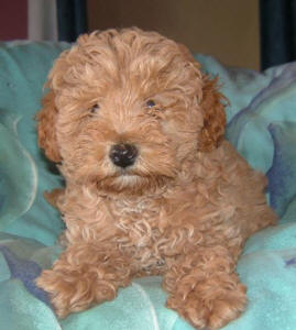 Red Toy Schnoodle - Ozzy